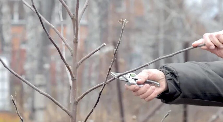 ���������� �������� ��� ��������: ������ � ������������ �� �������