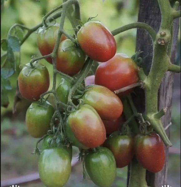 Томат Казачка: секреты успешного выращивания и неповторимый вкус