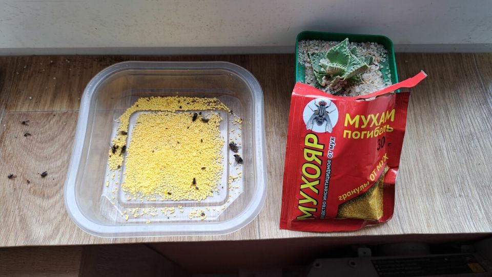 ����������� �������� �� ���: ��� ������� ������� �������� ������ � ����������� �� ����