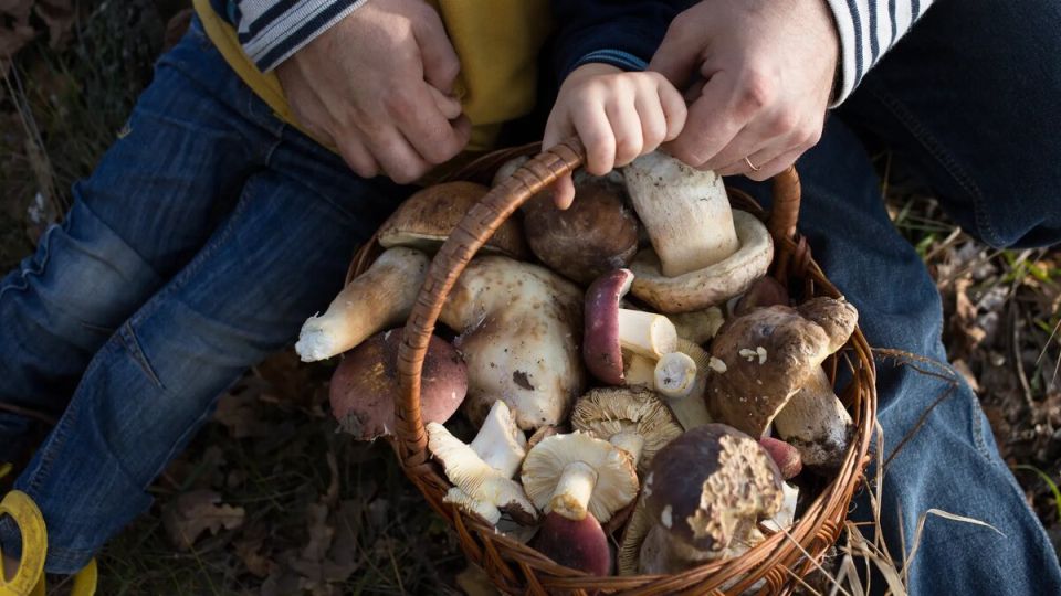 Упрощение процесса: как быстро и эффективно очистить грибы перед готовкой