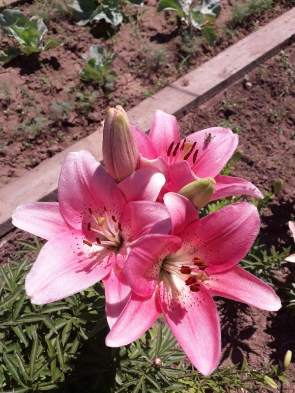 ���� �� ������� ����� ��������: �������� ���� ��� ��������� ������