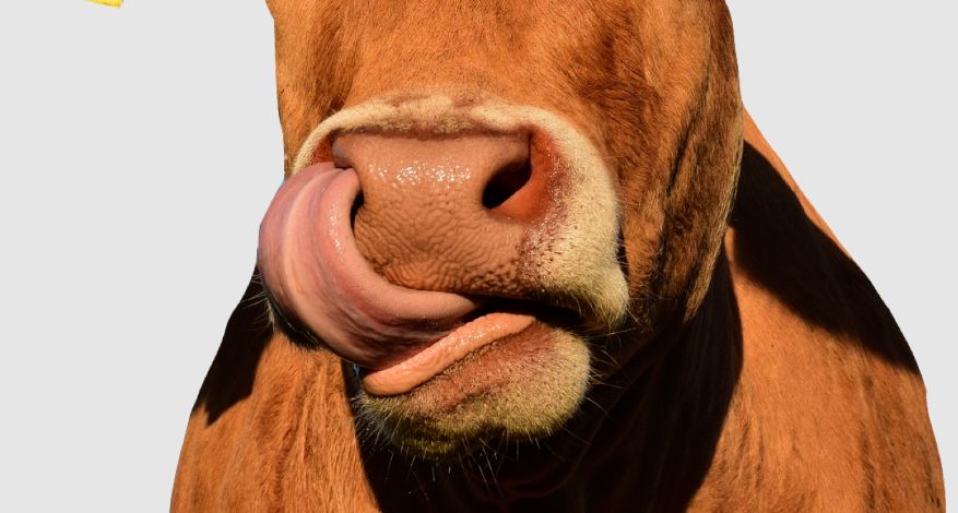 Неуловимые моменты: загадка исчезнувших фотографий растений