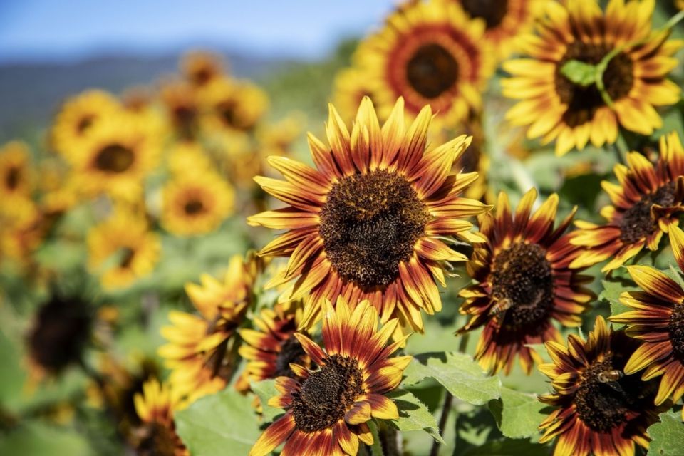 ������������ ���������: ��� ������� ������� ���� � ������� ���� ��������� ���������