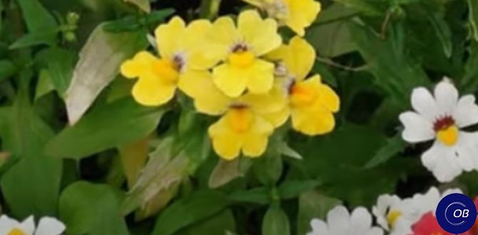 ��� ��������� ��������� ����������� ��� �������: ������� ������