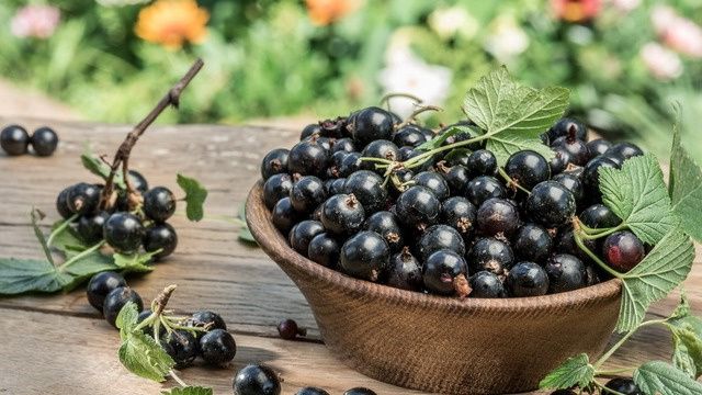 Уход за смородиной в конце лета: секреты для богатого урожая