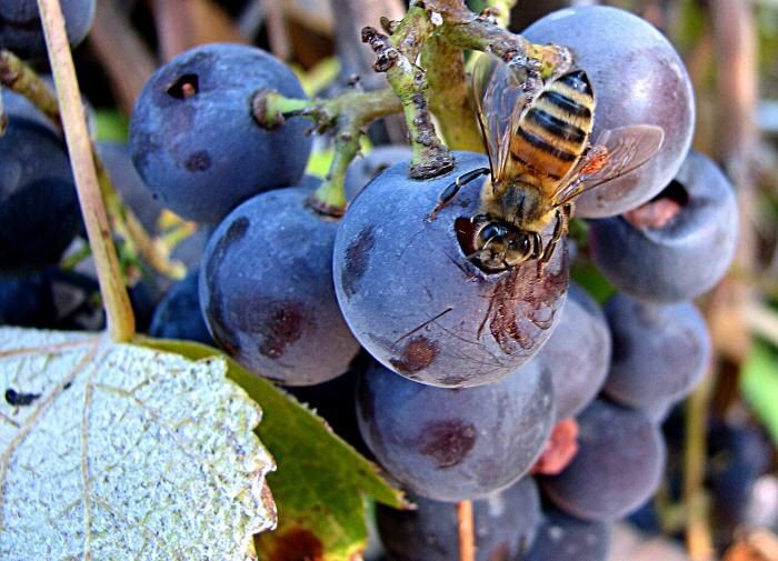 �������� � ���: ����������� ������� ������ ������