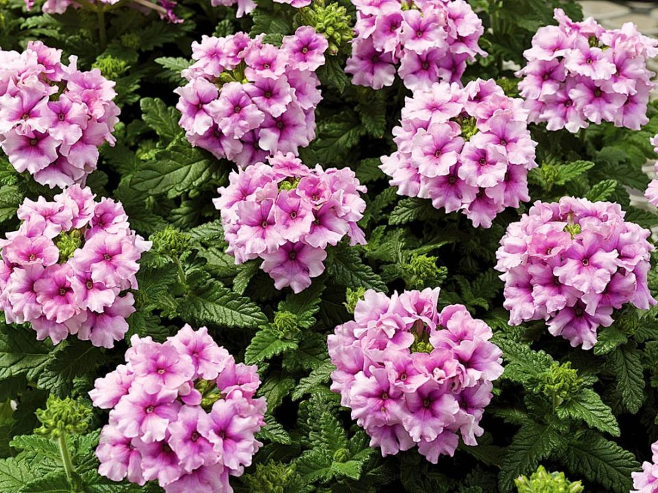 Секреты удачного посева: что высадить в январе