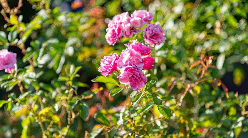 Как сохранить ваши розы: ключевые советы по мульчированию