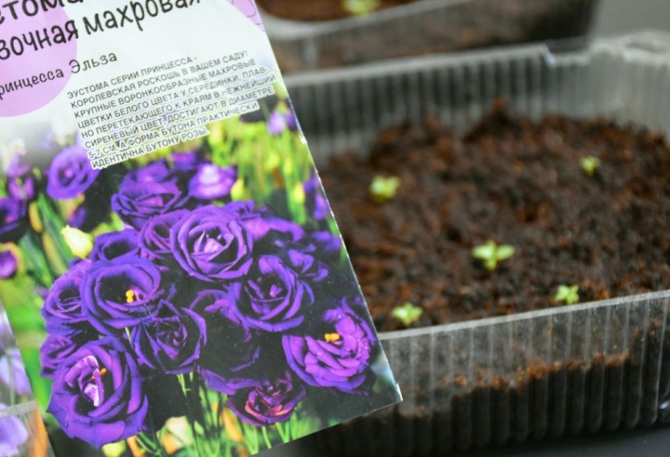 ����������� �������: ������ ������ ������� ������ ����������