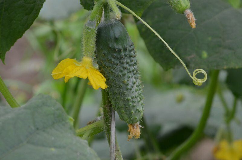 ��� ������� ������ �������: ������� � ������