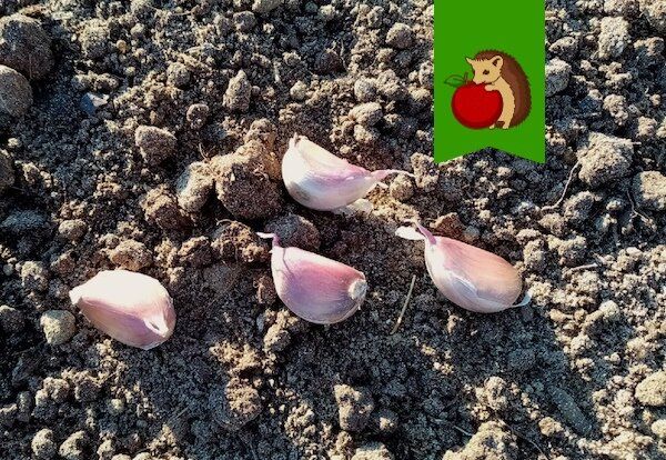 Как правильно подготовить зубчики чеснока к посадке: советы и рецепты