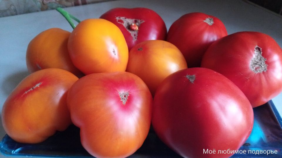 ������, ������� ���������� �������� ������� � ���� ������