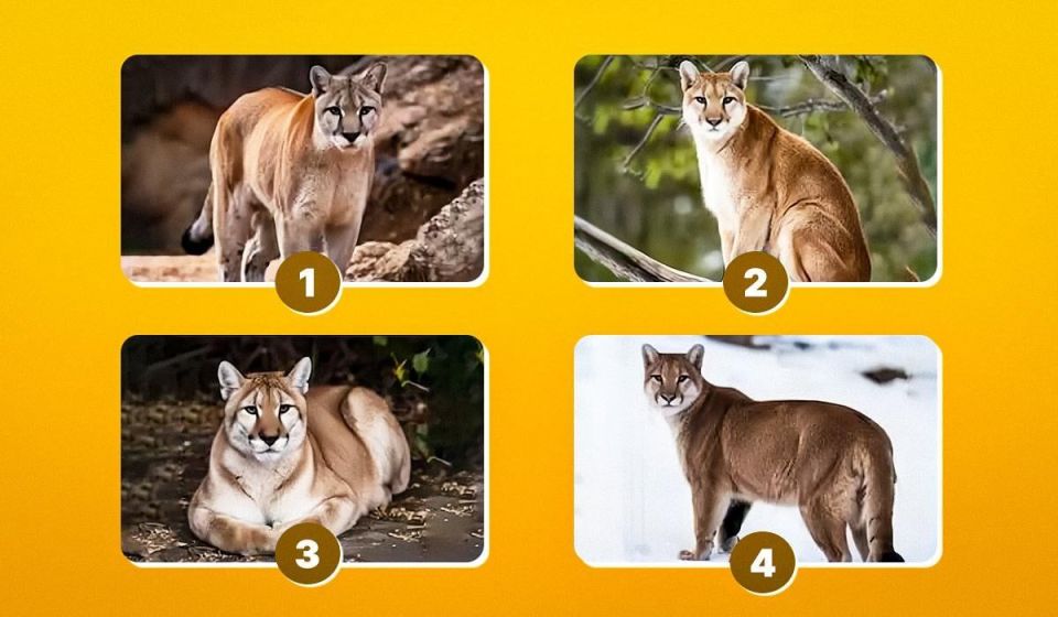 ��� ������� ���������� ��������: ���� �� �������� ��� ��������� � ����