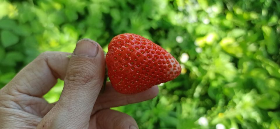 Секрет рекордного урожая клубники: как кухонные специи делают чудеса в саду