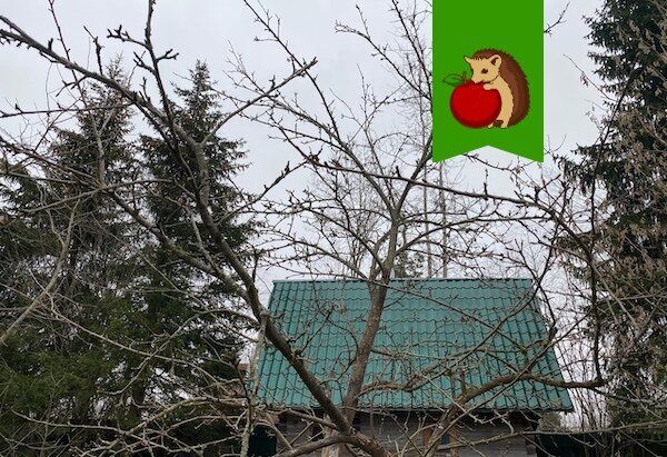 Безопасный уход за высокорослыми деревьями: как обрезать правильно