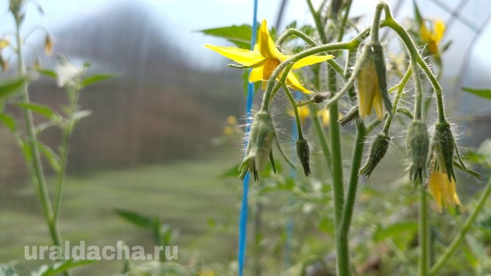 Как правильно ухаживать за томатами во время цветения